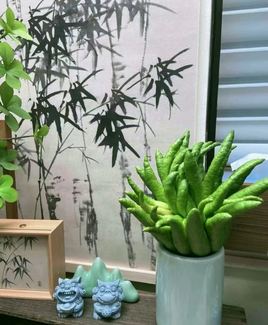 【双果王福利】【快乐翻倍福利】佛手柑超级大果王清新摆件