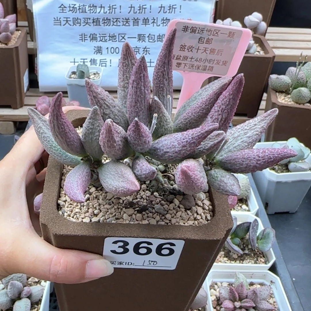不**王366猪尾巴多肉植物
