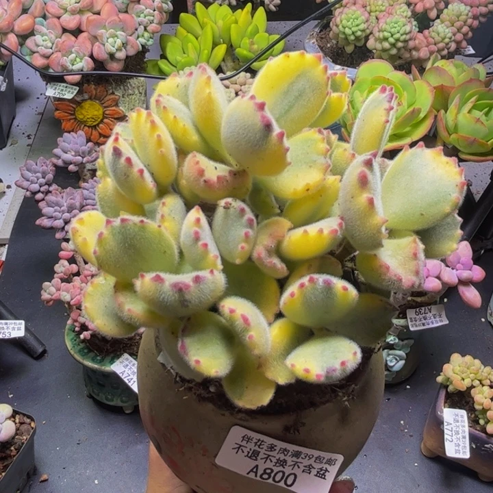 彩熊800/10cm不包整