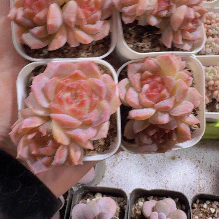 梦幻泡影王炸一颗五厘米盆