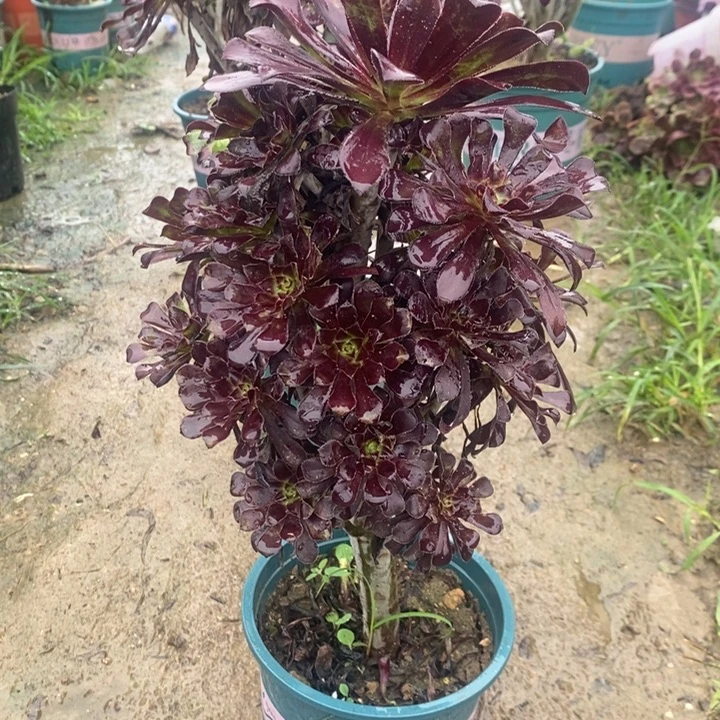 墨法多肉植物032