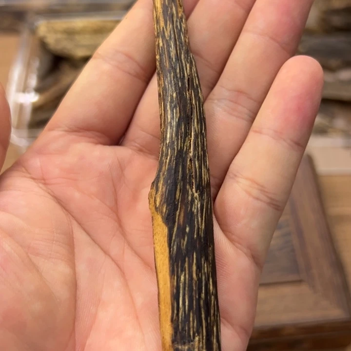 达拉干树心油6.3克