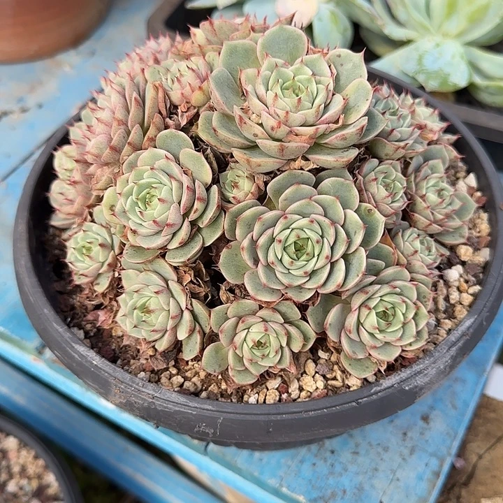 本吧。         精品