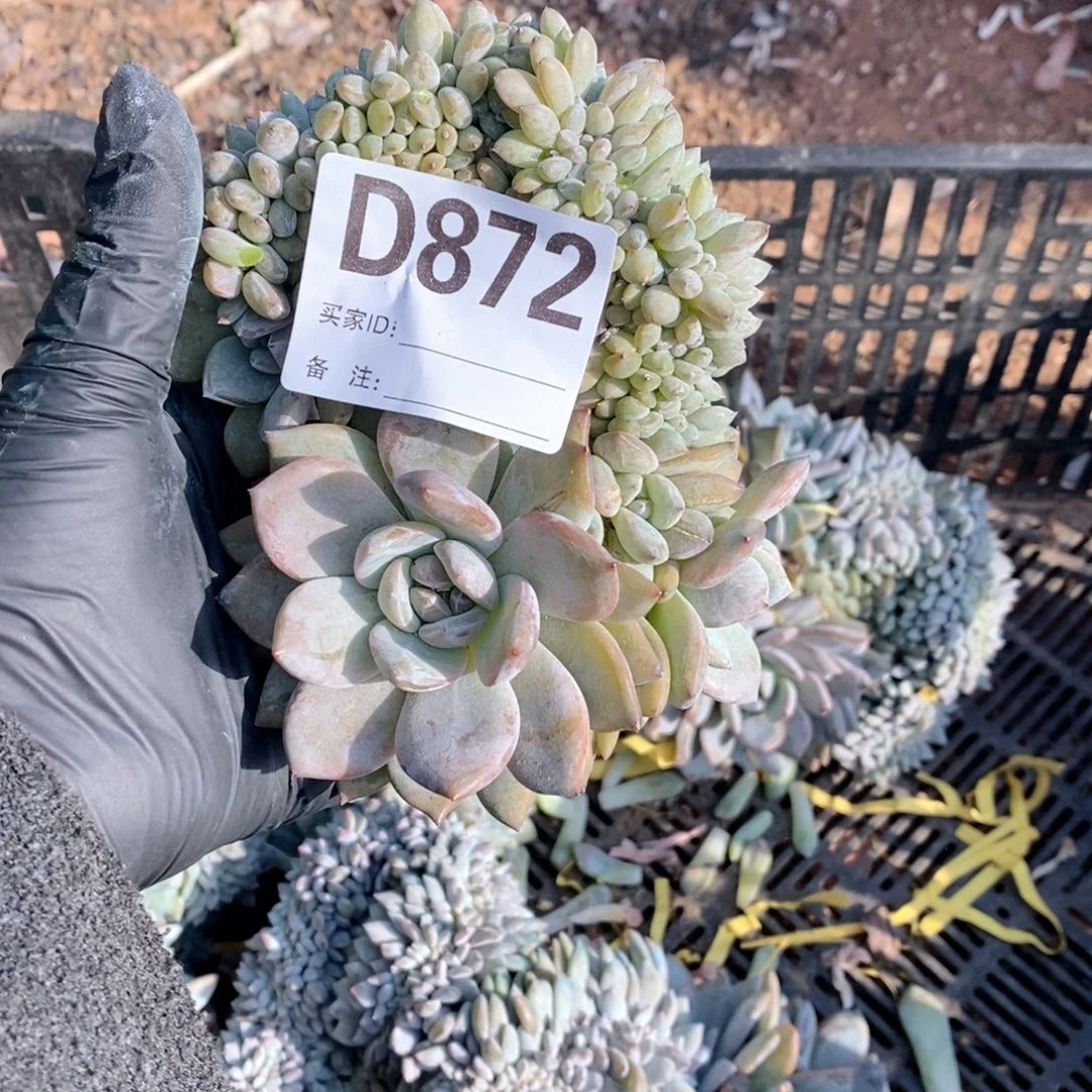 太***阳872 突尼斯石榴籽缀