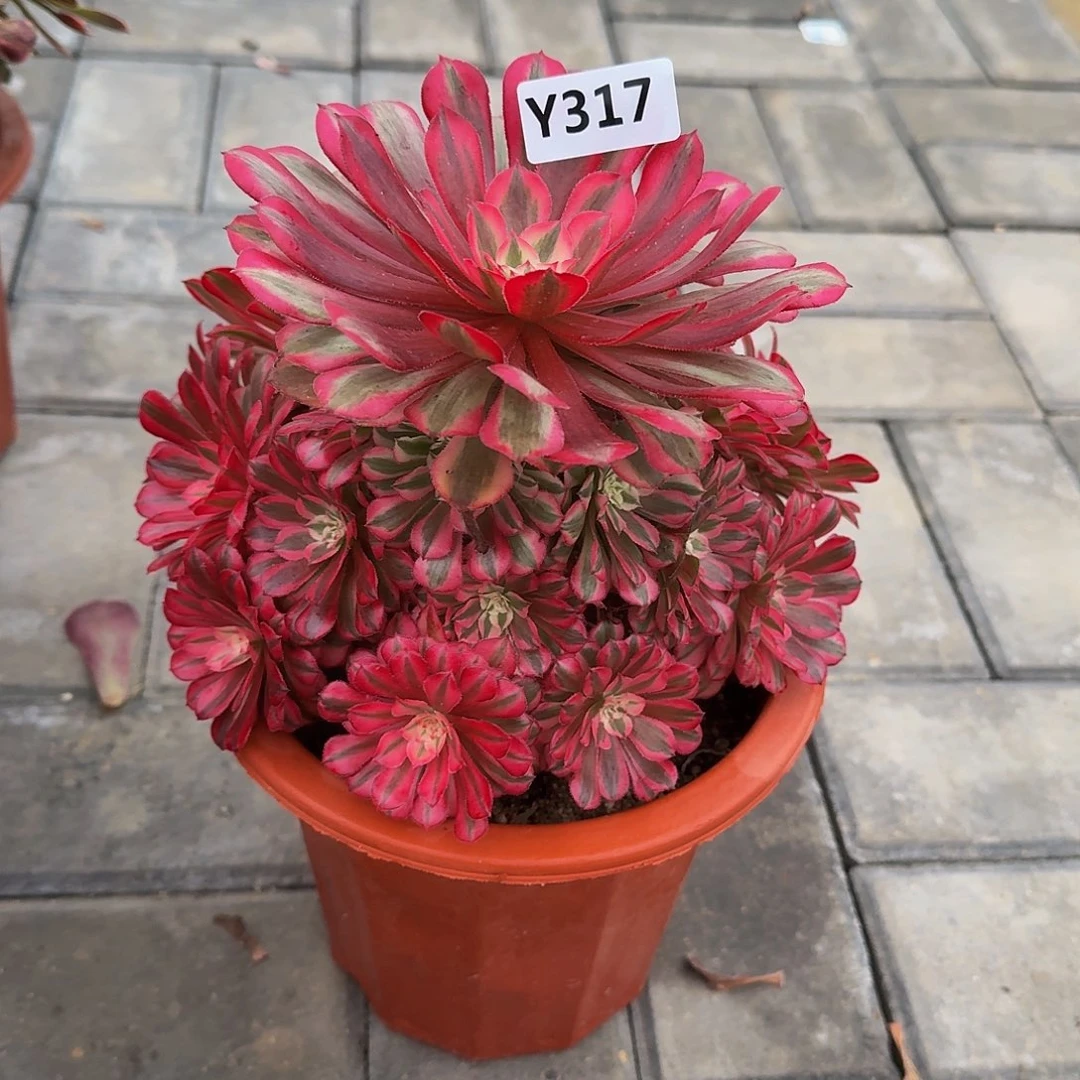 珰*317红铜白33333冠服21.2左右