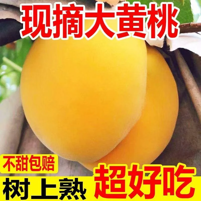 【顺丰包邮】正宗纯甜黄桃当季现摘现发一桃两吃顺丰黄桃蜜桃桃子同城送河北省