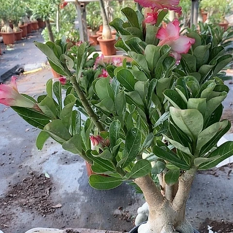 【闪购商品】无花朵?****?