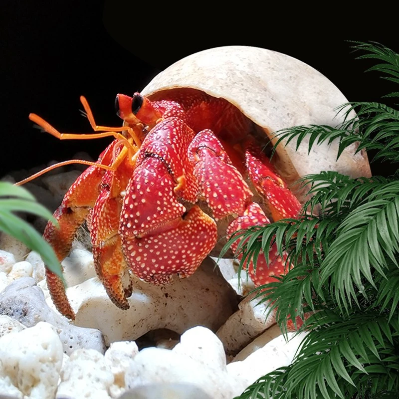 萌宠陆生寄居蟹活体～好养易活 桌面萌宠 淡水观赏蟹螃蟹儿童礼物