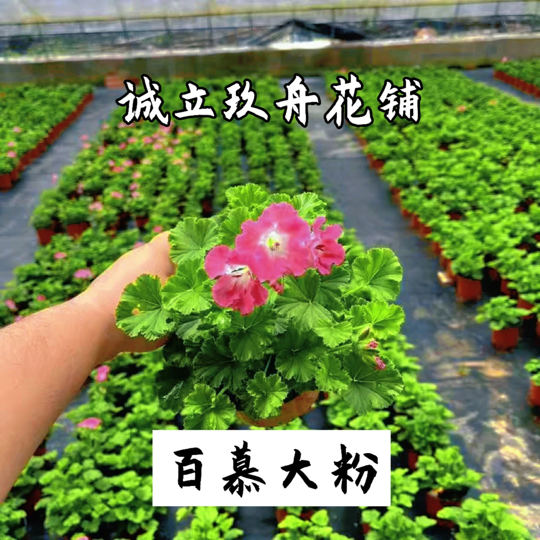 【百慕大粉】大花天竺葵蝴蝶梅，全部带花苞发货