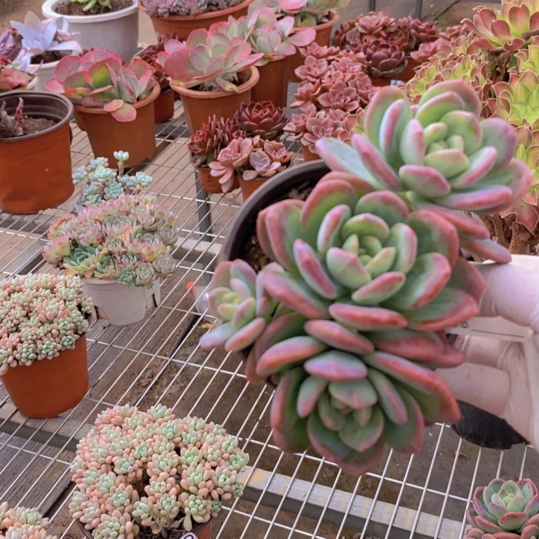 985拉萨多头一物一拍