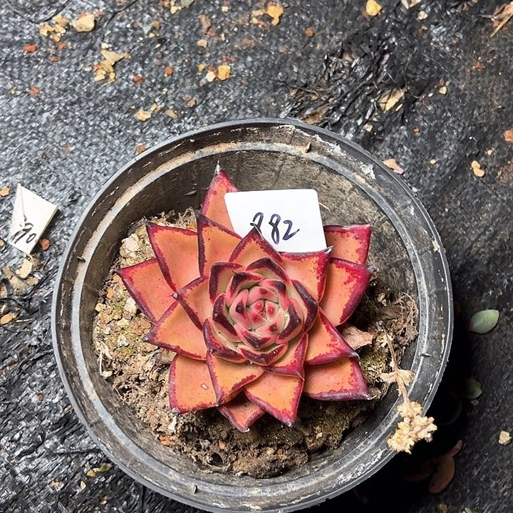 酸*萄882//////////////