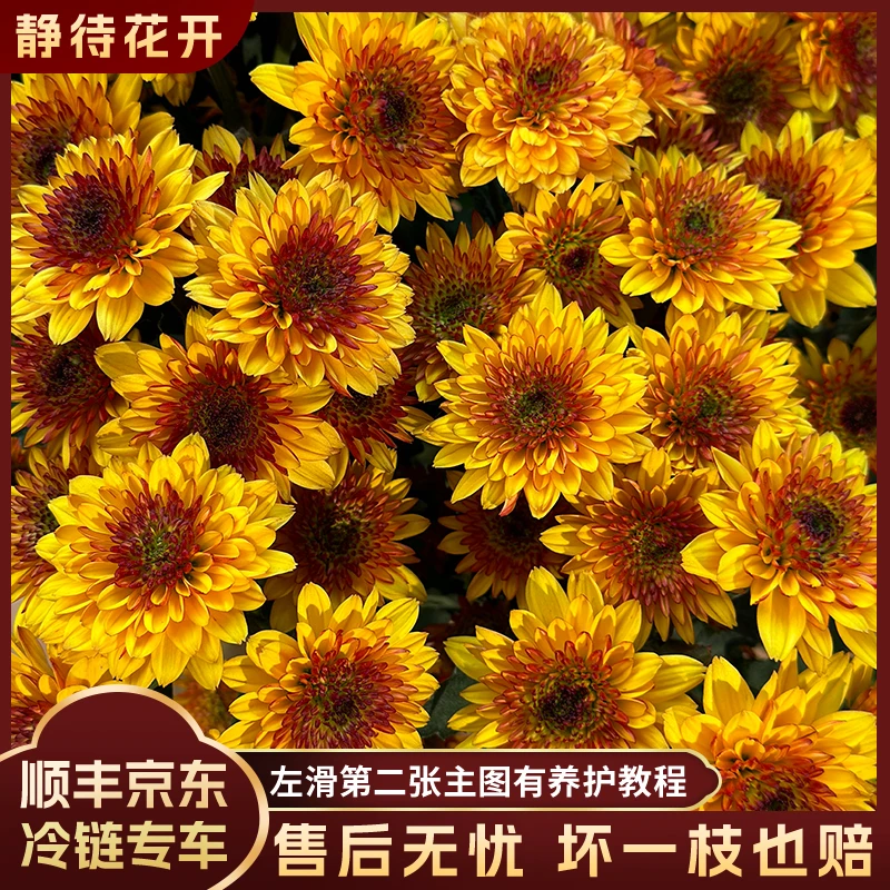 【静待花开】布鲁诺橙-A级小菊 云南鲜花斗南花卉顺丰京东冷链包邮