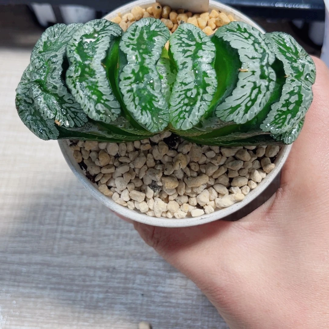 母本玄武玉扇多肉植物