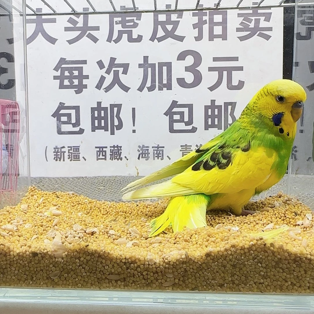 虎皮鹦鹉大头鹦鹉