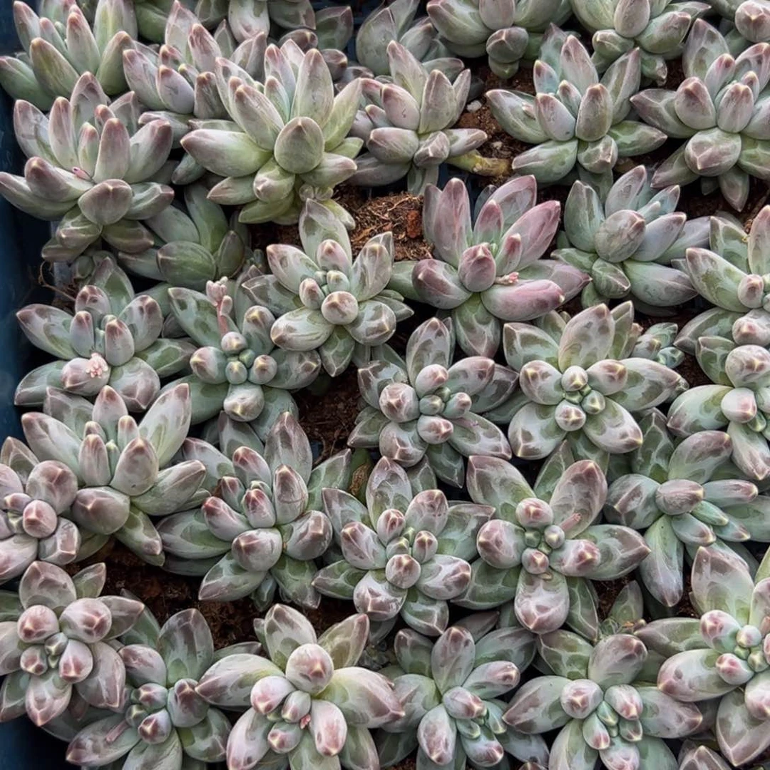 6颗大小不等大小不等