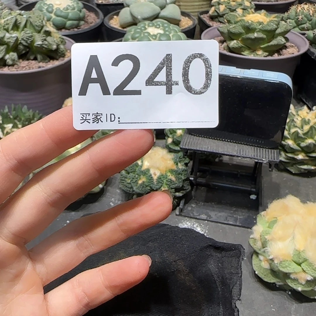 s****实生仙人球特价一颗