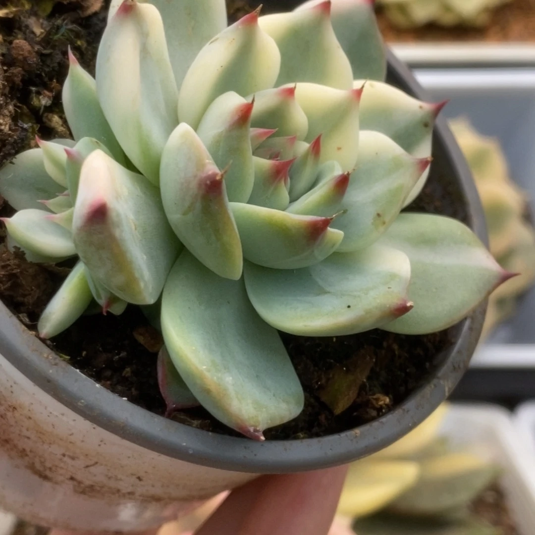 624锦锦锦锦锦锦锦