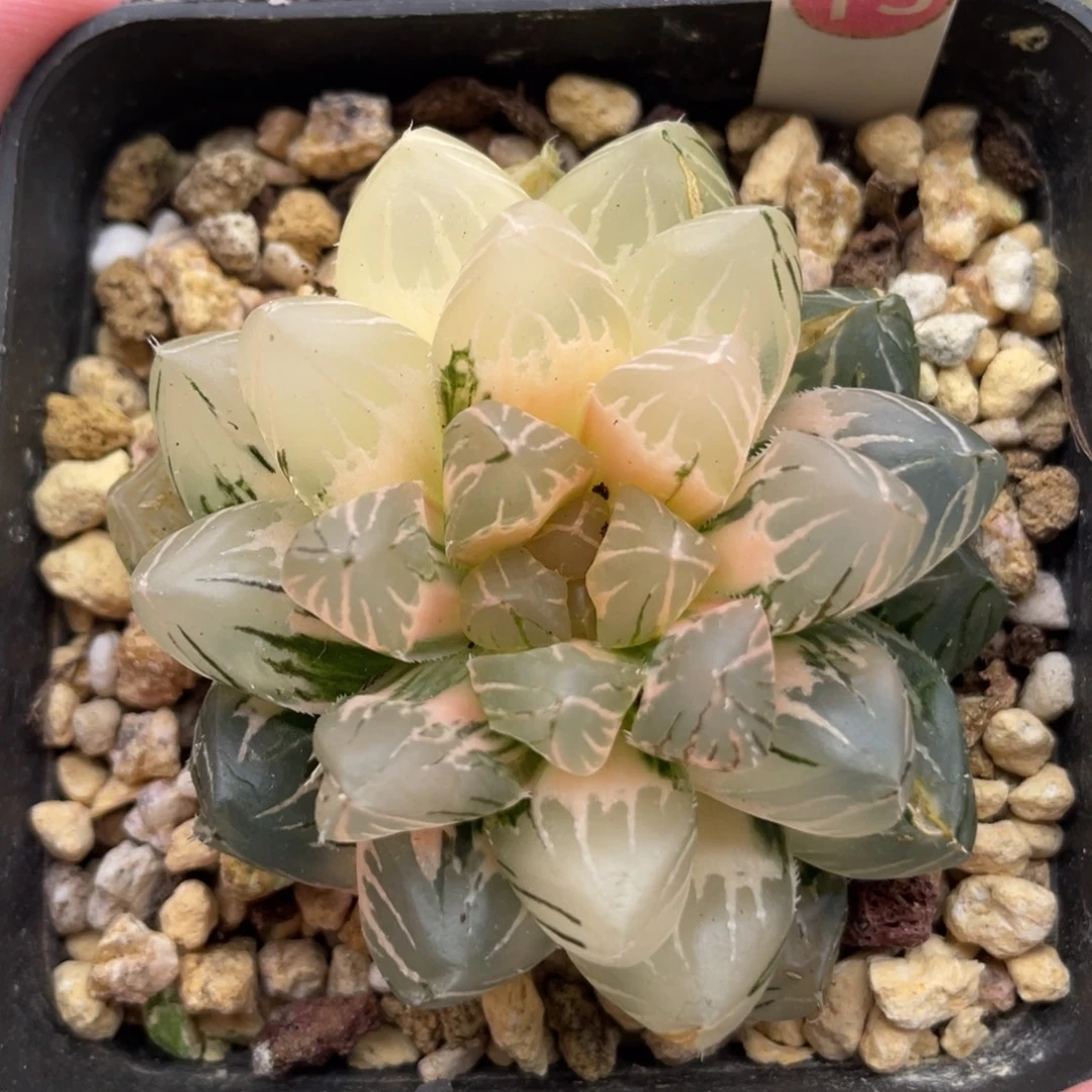 小蔡的菜园73龙爪糊斑趋势