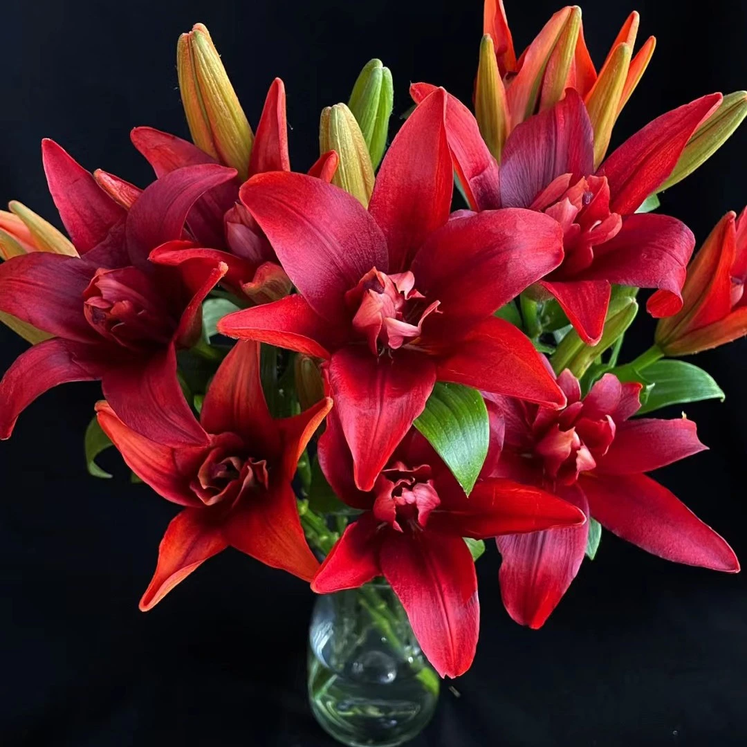 【红鹰12/14】（5颗，10颗）LA系列进口蝴蝶系列百合种球无香