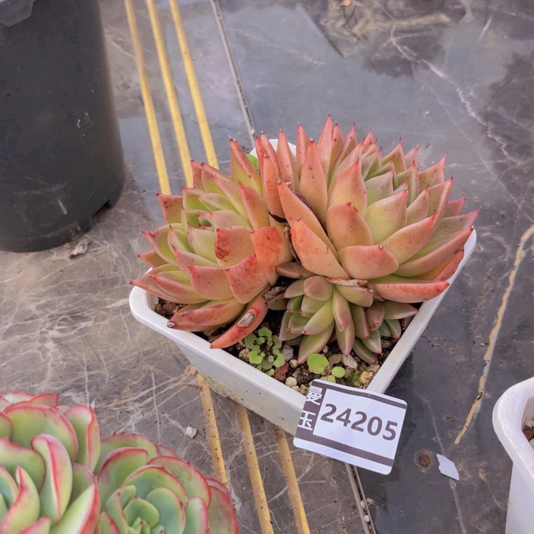 麦秆多肉植物24205