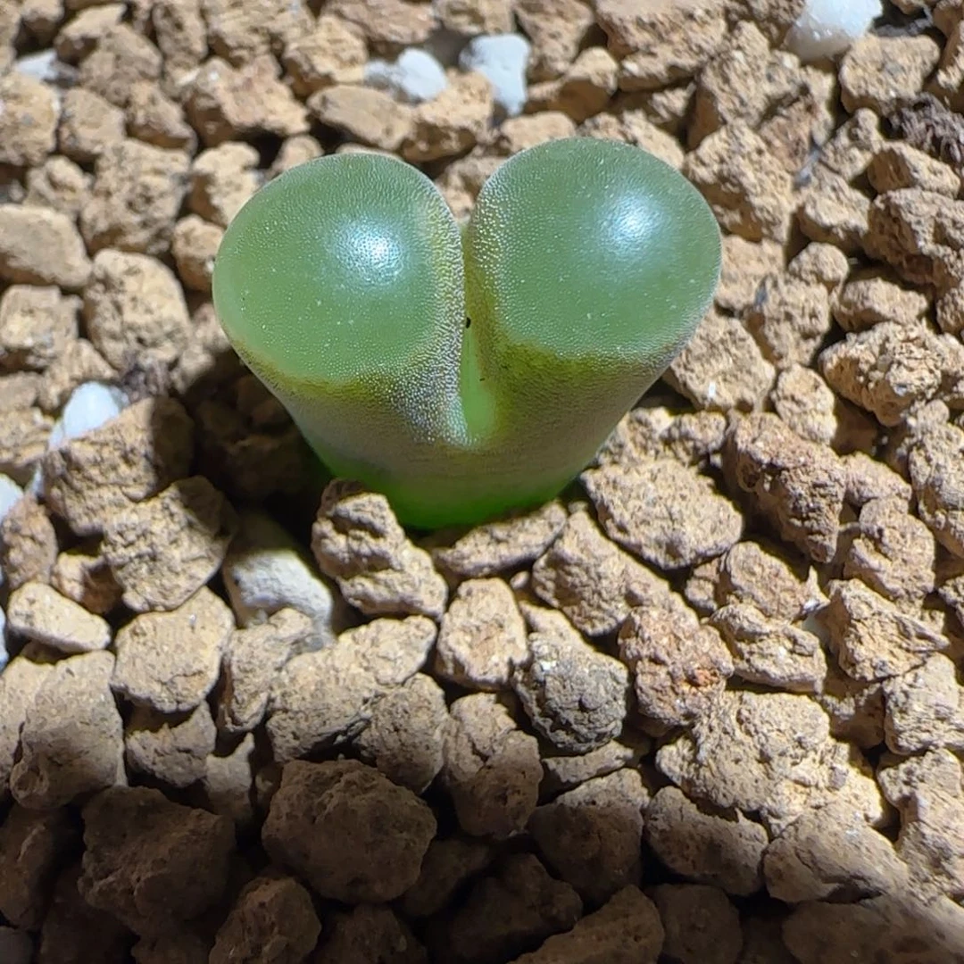 肉锥多肉植物组合-磁铁452