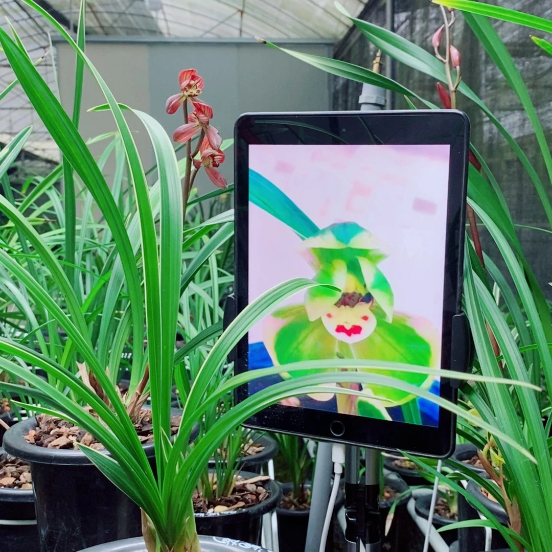 大部分花苞少量开放