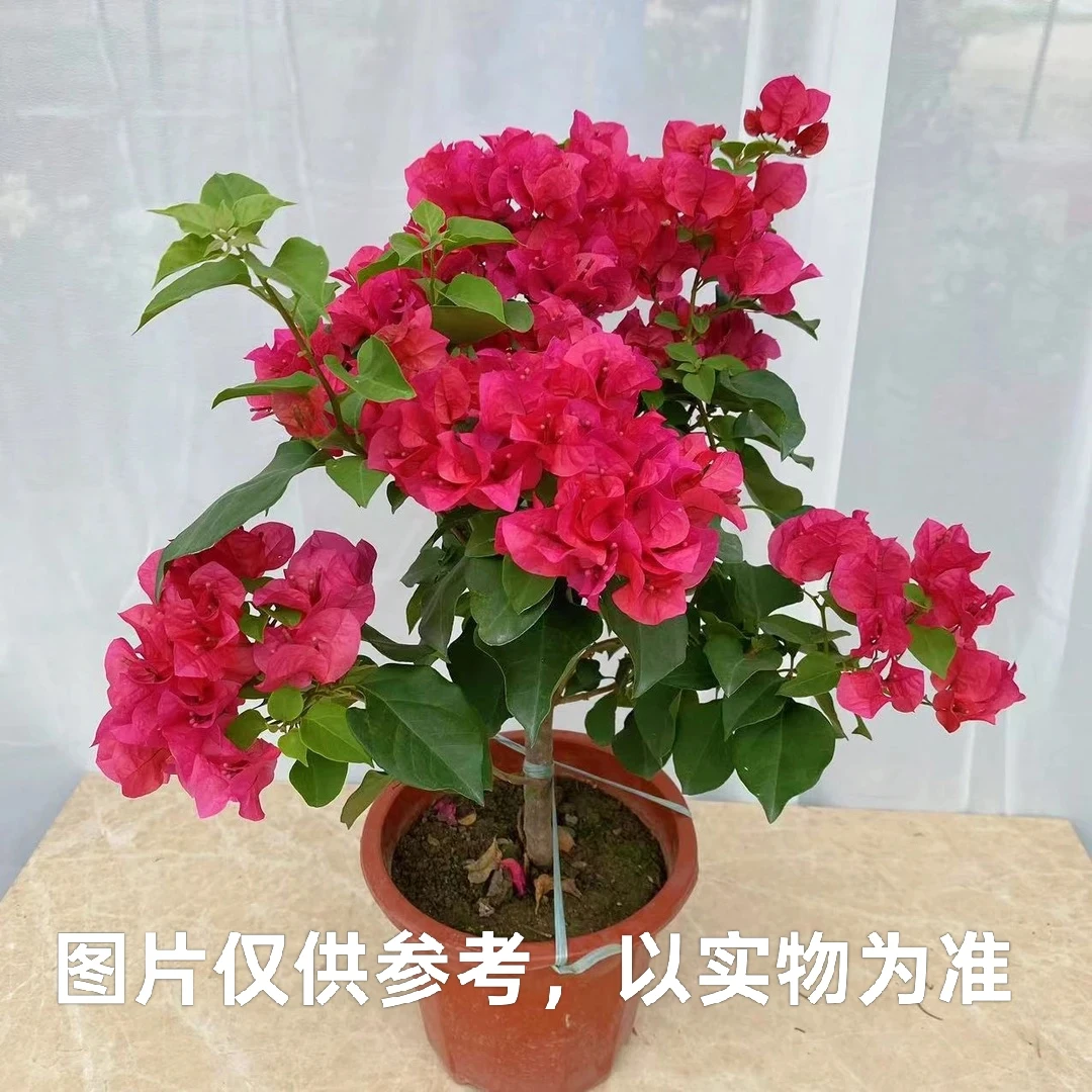 【中国红】三角梅阳台庭院爬藤盆栽勤花四季开花基地直发