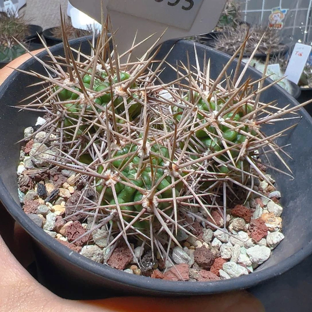 7095强刺恐龙丸实生裸根发