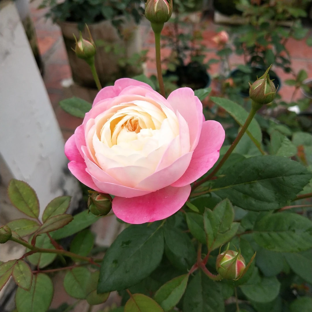 【和室】玫瑰花苗玫瑰盆栽绿植四季开花丰花卉条纹月季花苗