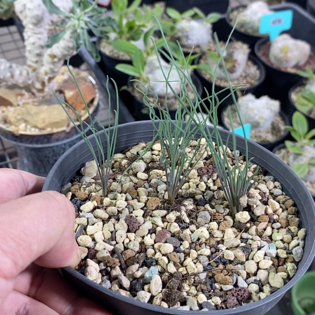 方便面弹簧草四颗