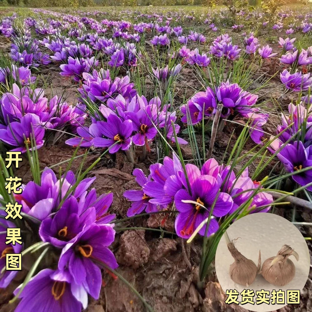 【藏红花种球】藏红花多年生庭院阳台球根花卉四季观赏植物简单易种
