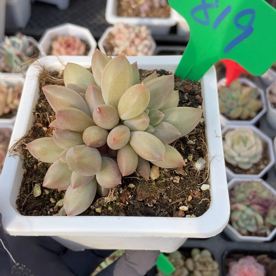 819车厘子多肉植物保护