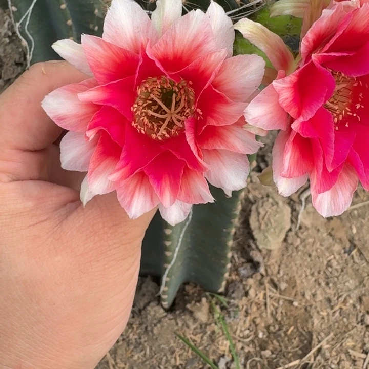 363丽花水花歪无根侧牙3公分左右，20包邮