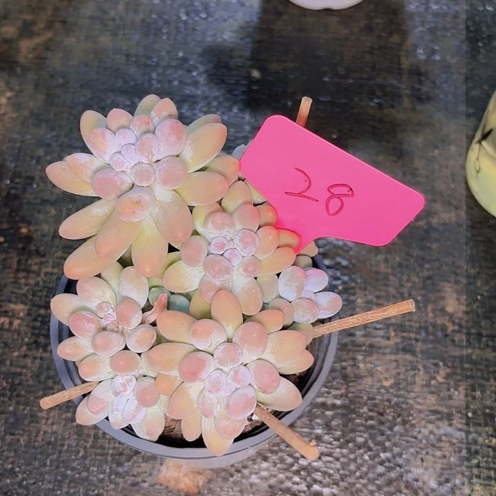 ？*汤圆一物一拍28....