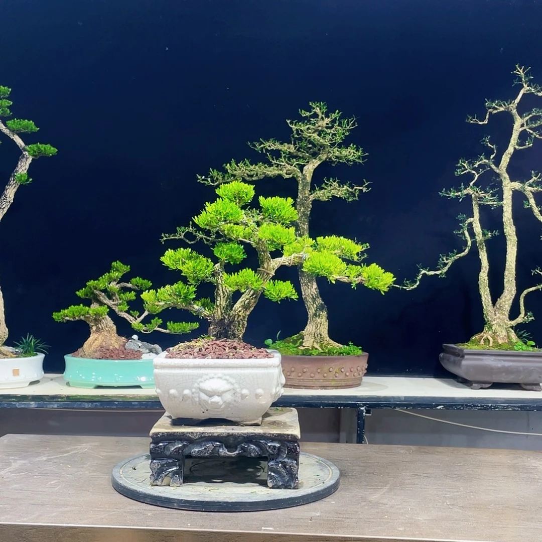 完全开放黄杨盆景四季常青