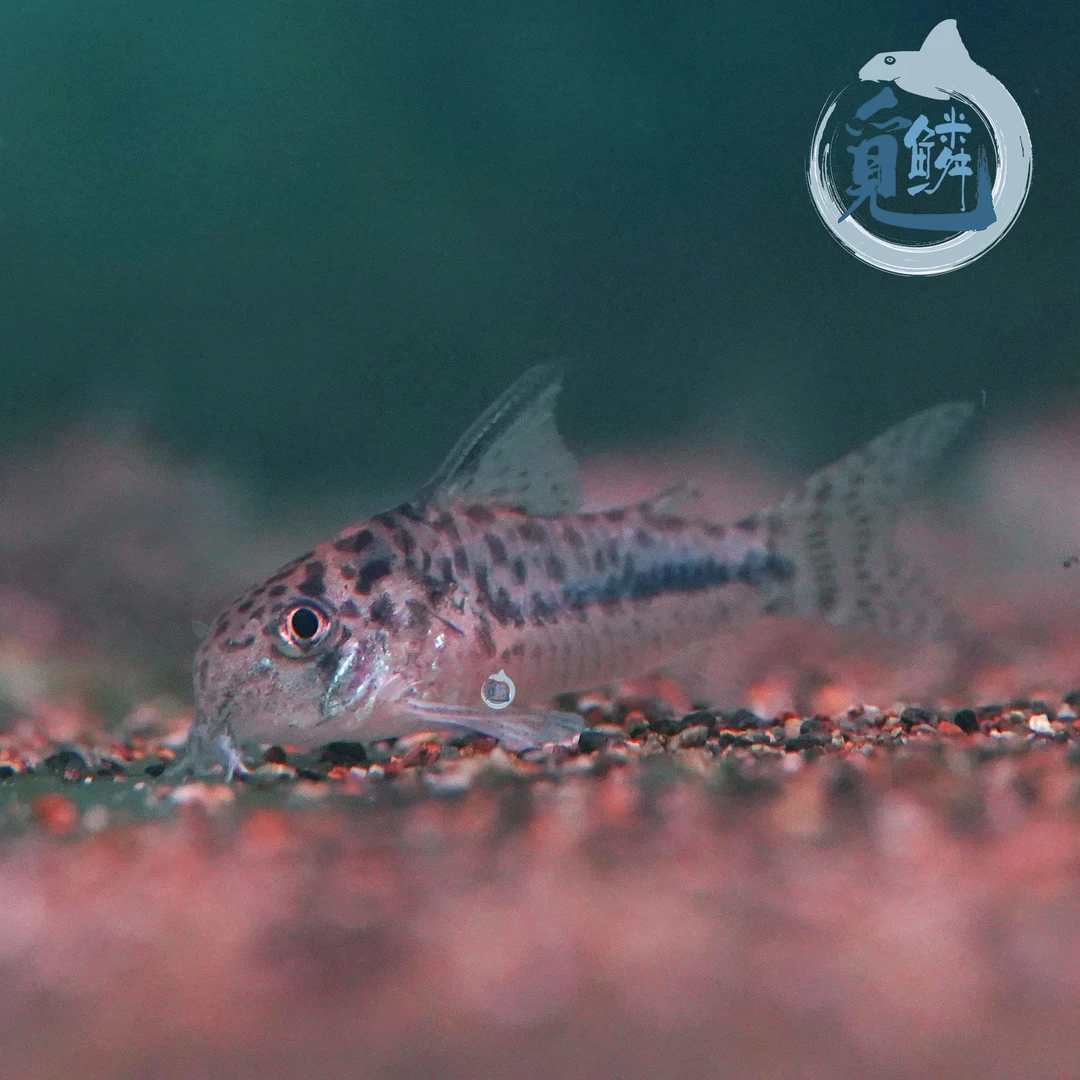 觅鳞包邮人工西伯利温妮鼠鱼F1热带鱼【不包损】