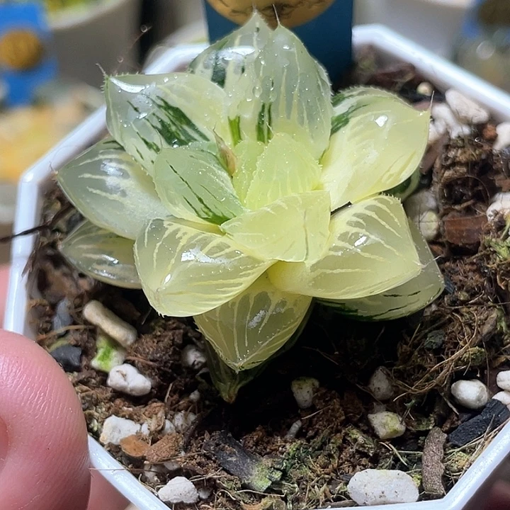 526大型玉露锦特选福利