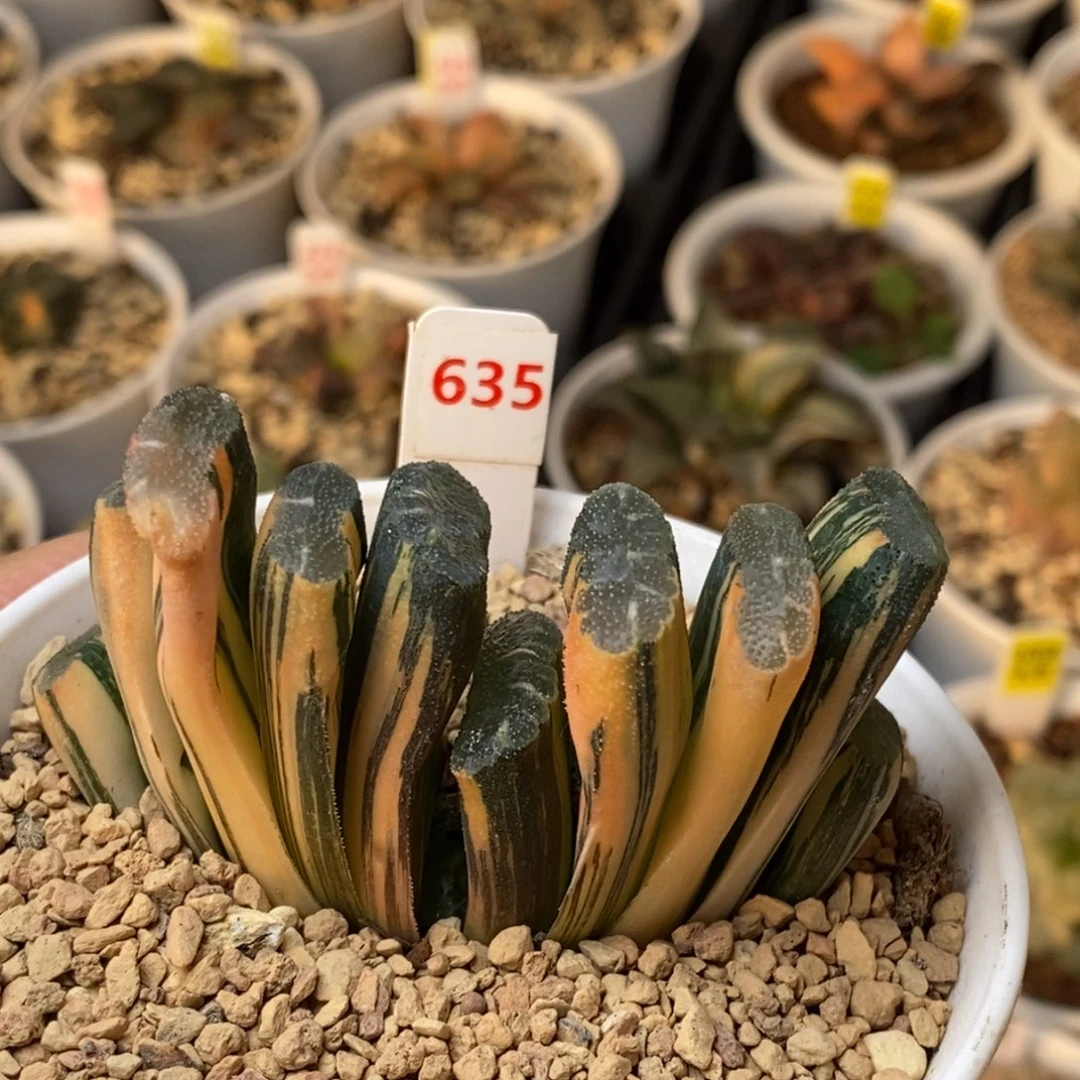 635号赤斑玉扇锦多肉