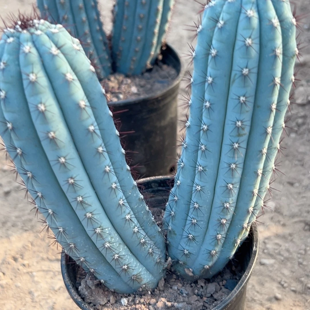 乌***帮零零落落 零零落落