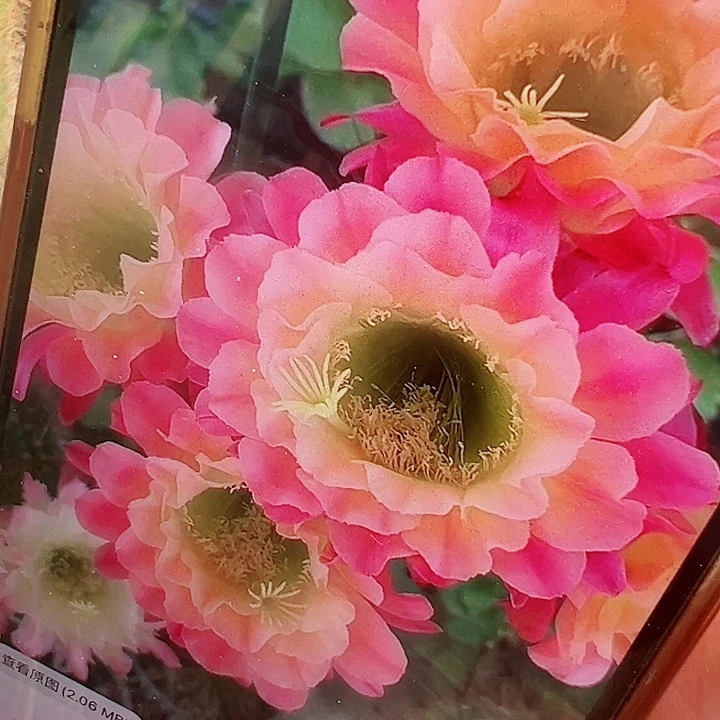 毛花柱 杏光辉 有根 15-18厘米