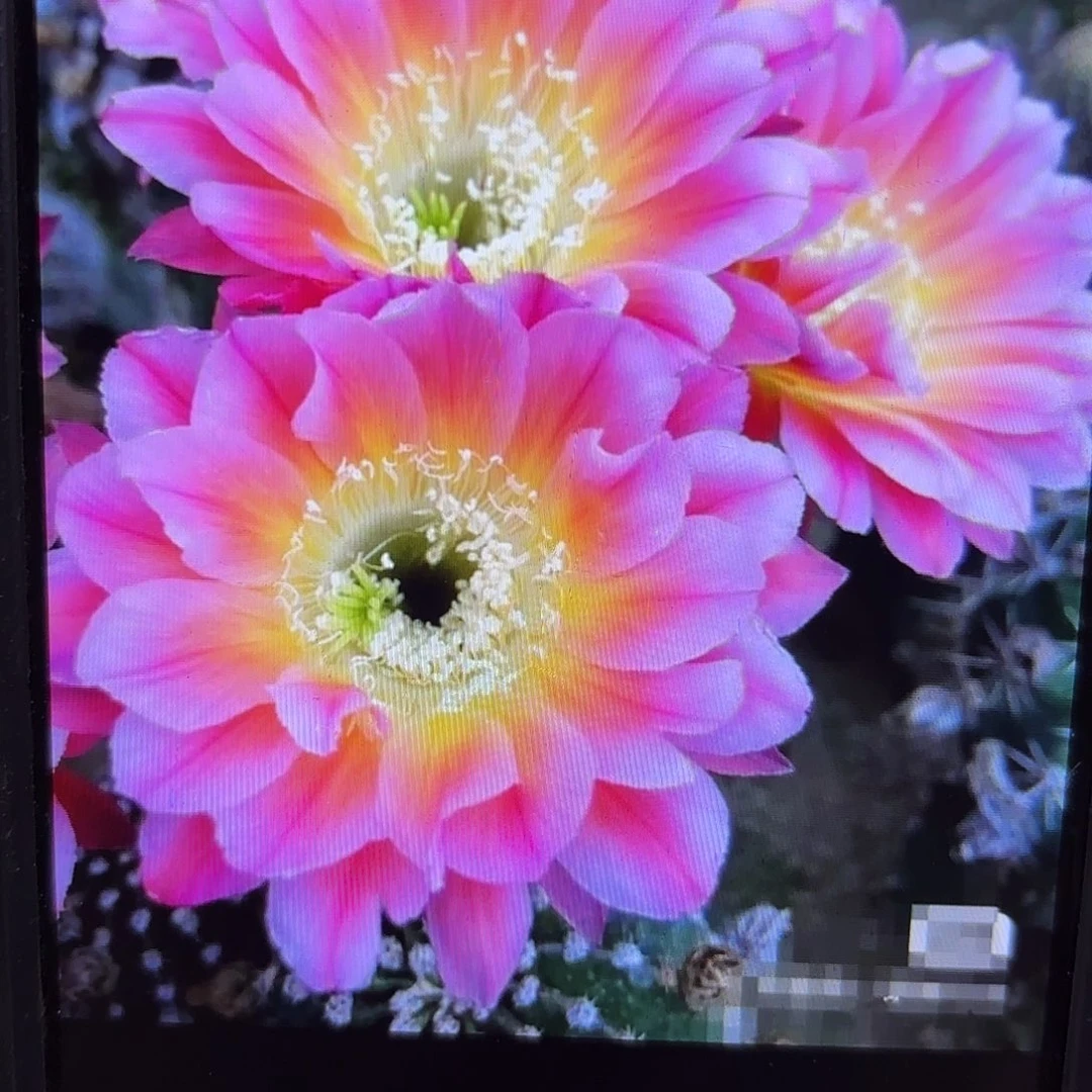 炫舞彩侧牙20包邮仙人球50