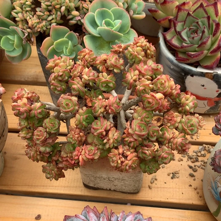 蜡牡丹多肉    012