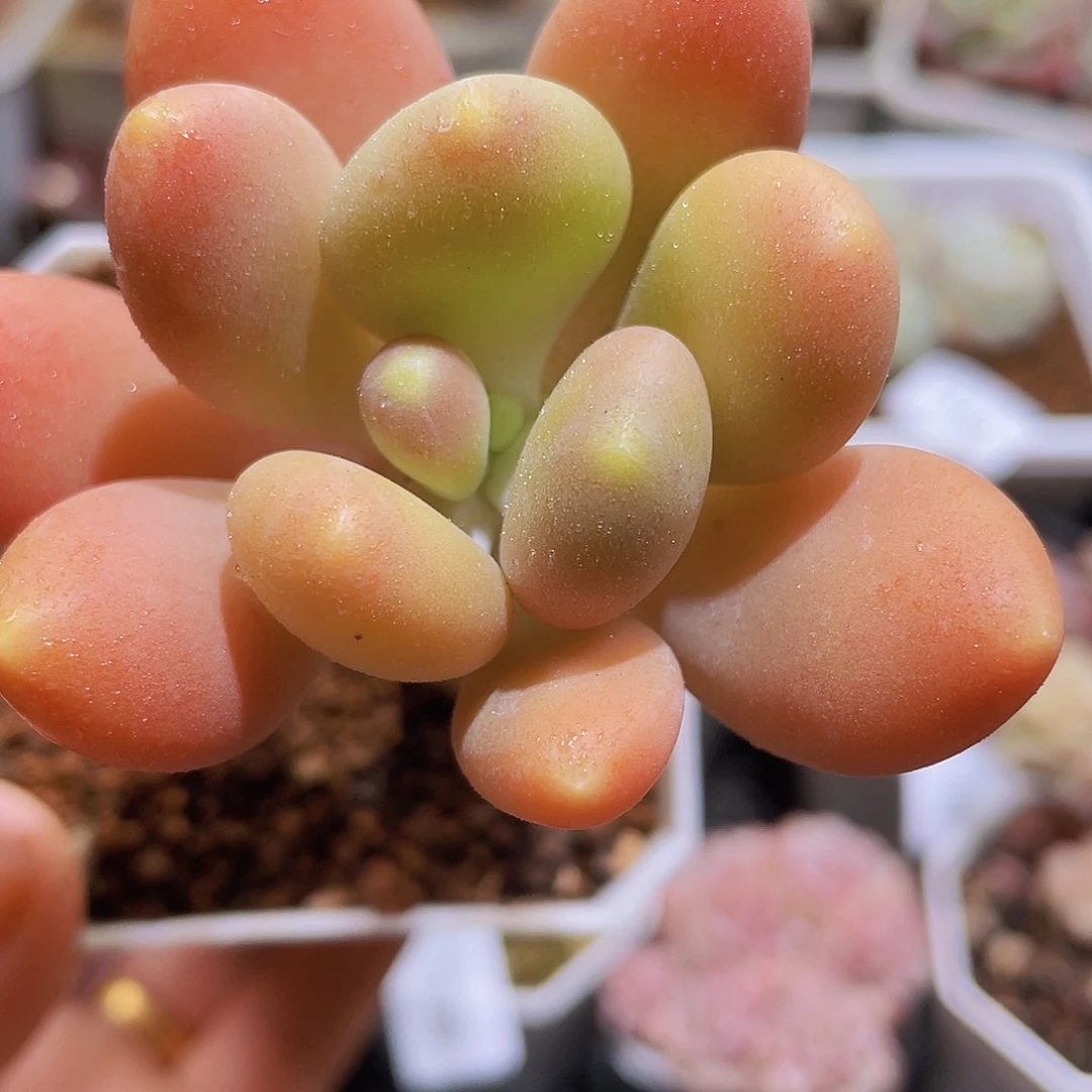 174 精品多肉一物一拍