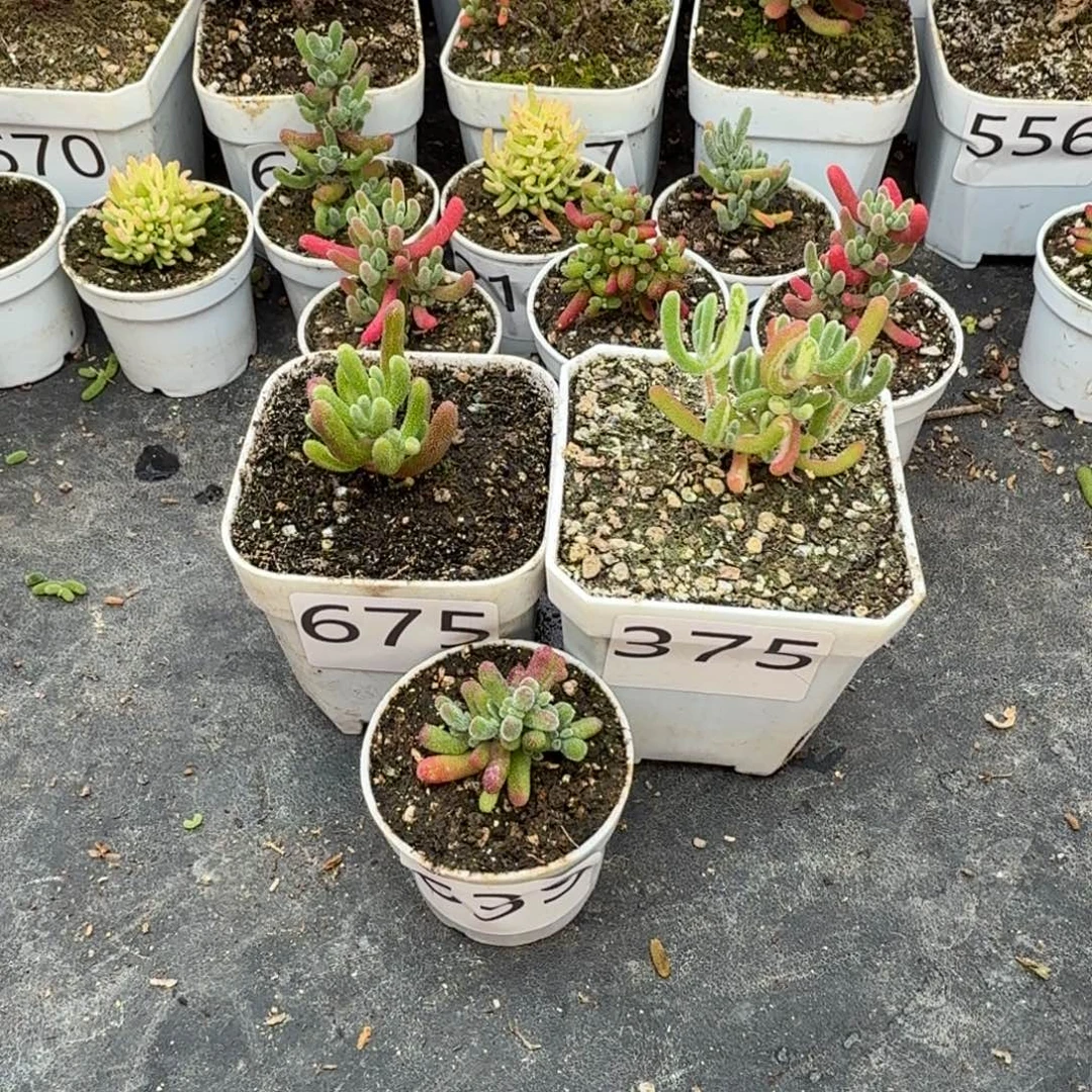 蓝***姚639冰冰虾675 375琉璃花花锦