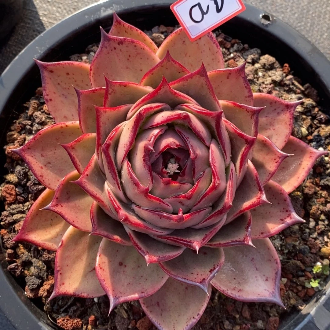 东云福利包子星星a8