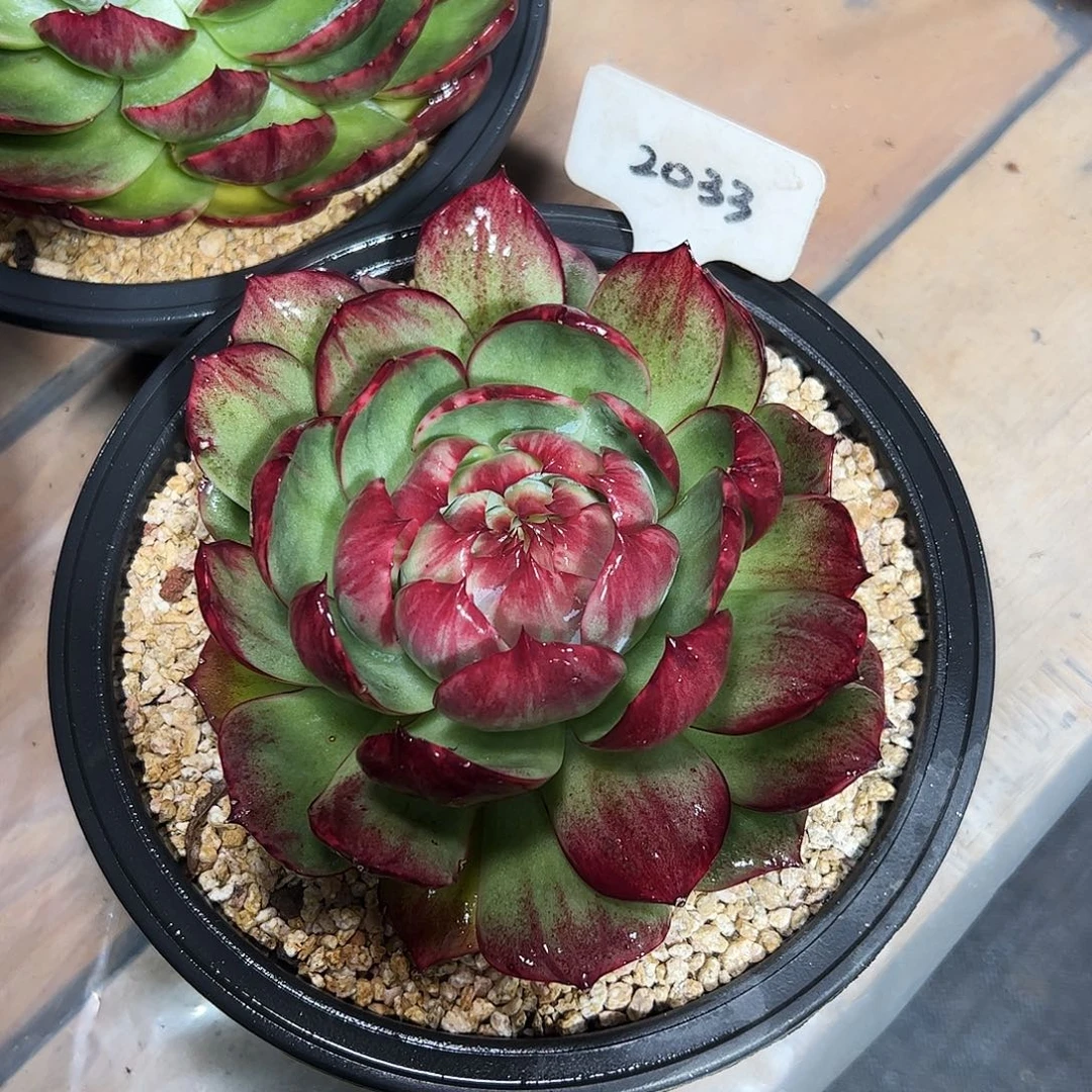 南***"惊鸿仙子一物一拍2033号