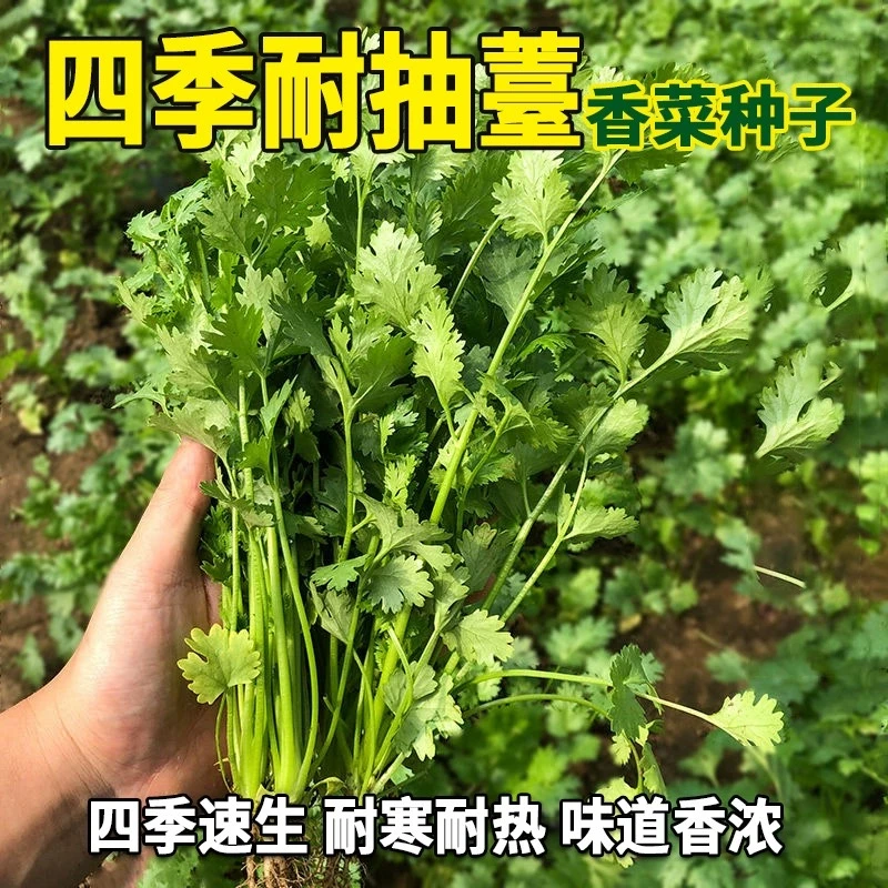 【速生香菜种子】四季香菜种子阳台室内花卉盆栽庭院