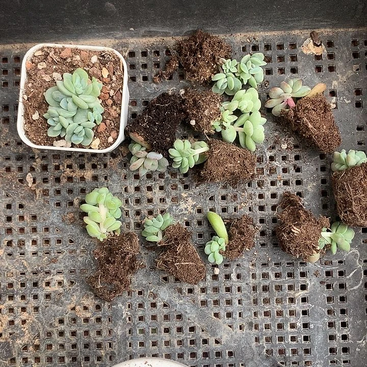 多肉植物一物一拍