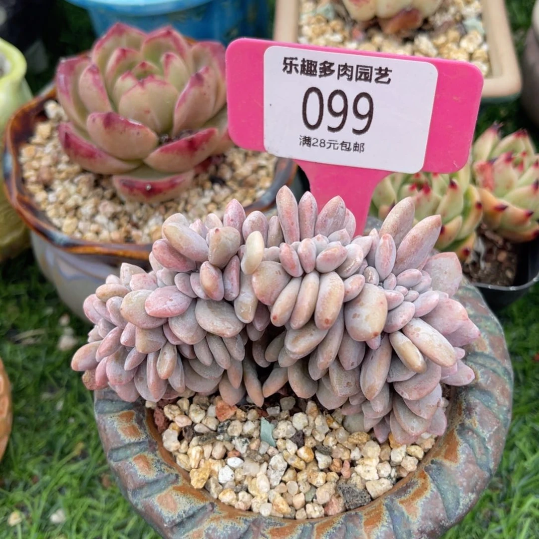 睡****多肉植物一物一拍