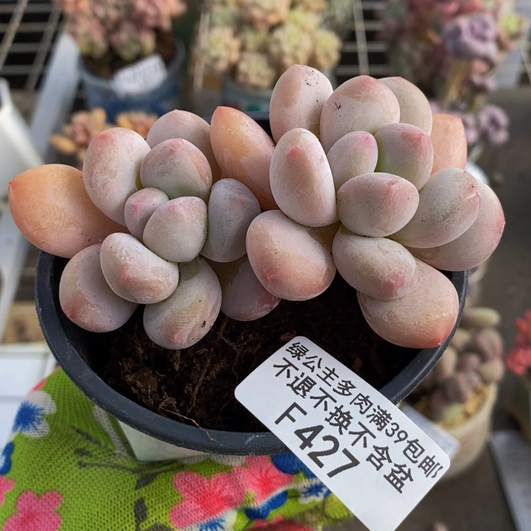 香水奶427/8cm多肉